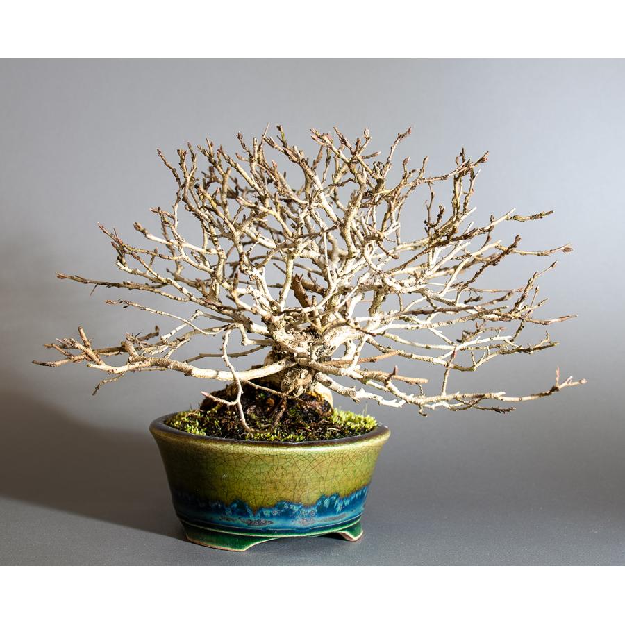 盆栽　イワシデ盆栽　岩四手（いわしで・ ミニ盆栽 岩四手）小品盆栽　4250 |  | 03