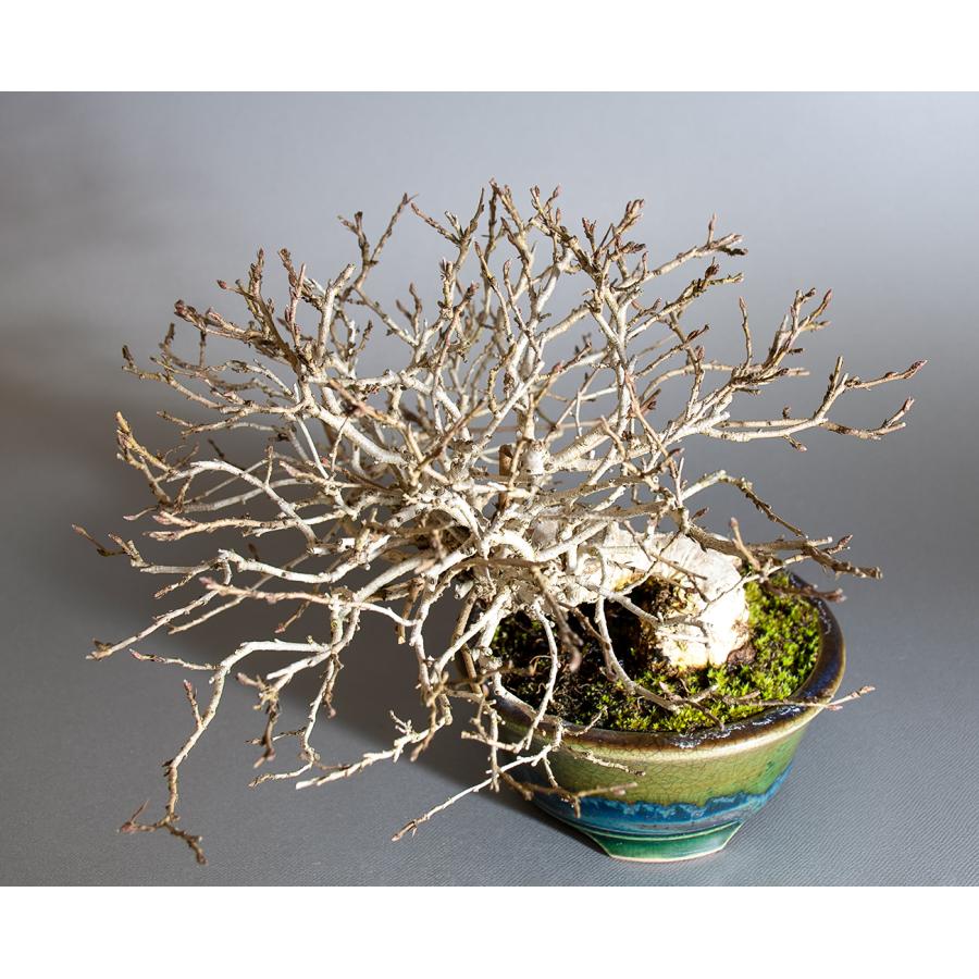 盆栽　イワシデ盆栽　岩四手（いわしで・ ミニ盆栽 岩四手）小品盆栽　4250 |  | 04