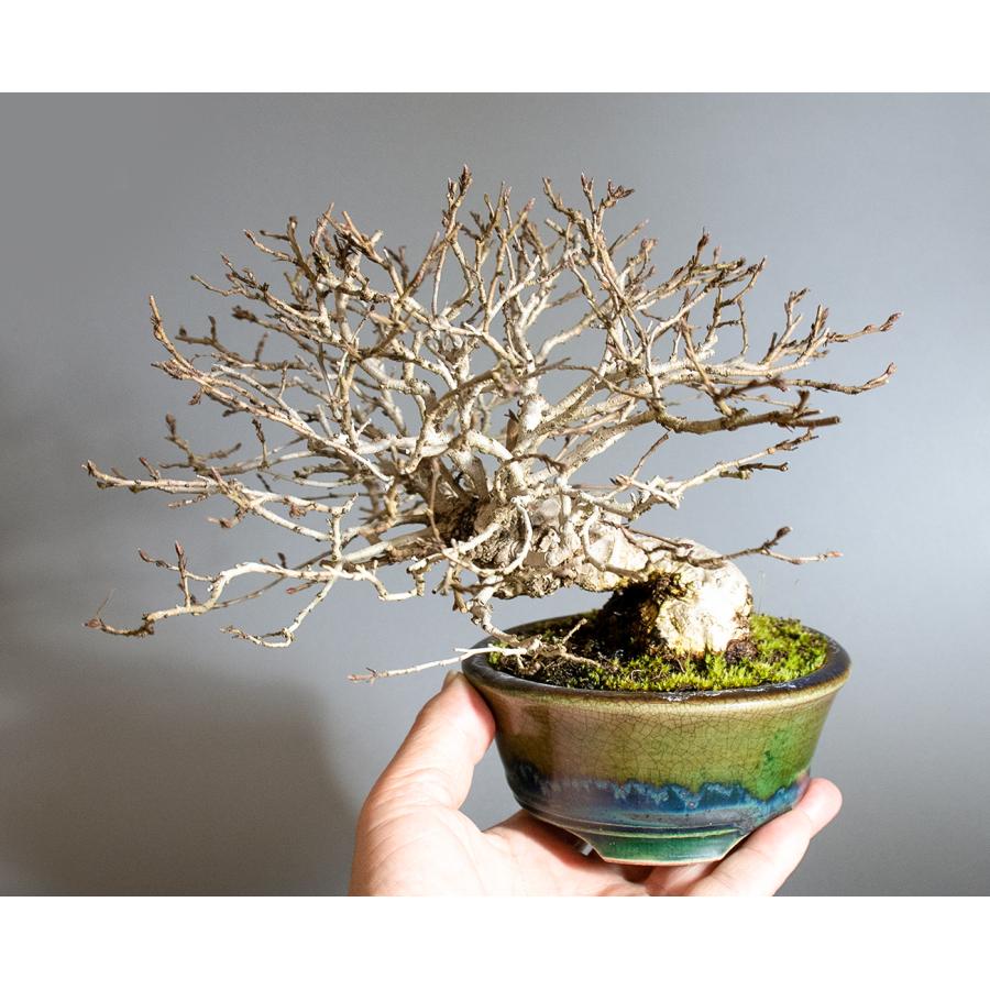 盆栽　イワシデ盆栽　岩四手（いわしで・ ミニ盆栽 岩四手）小品盆栽　4250 |  | 05