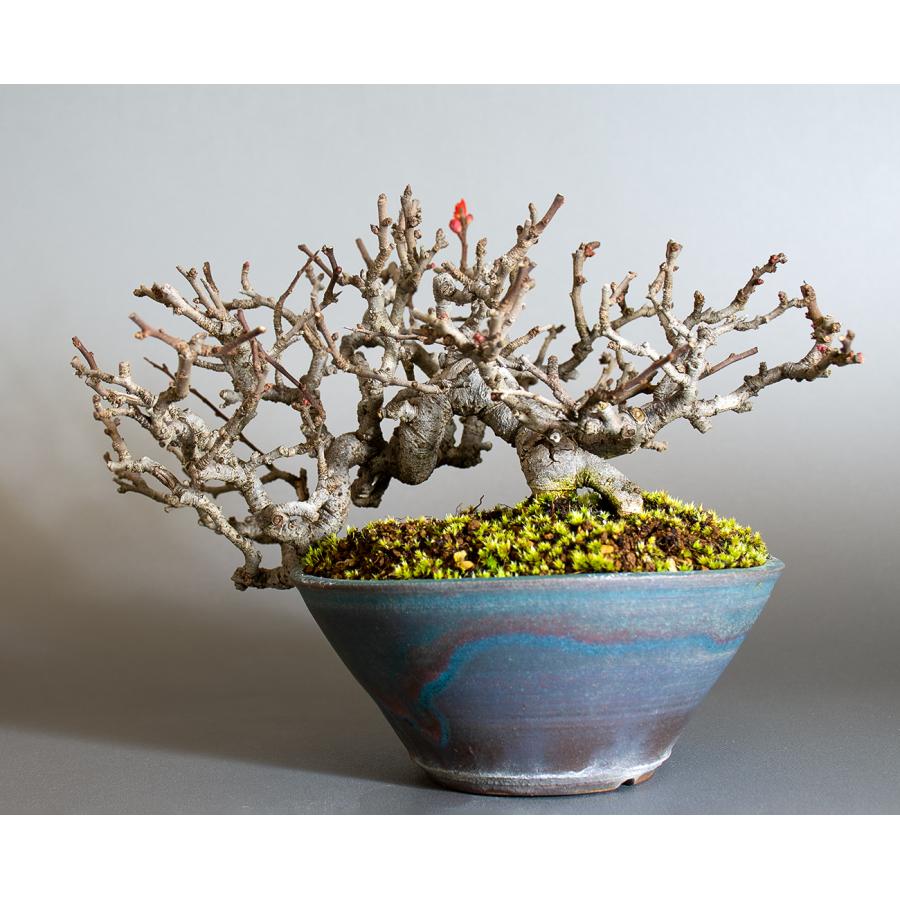 盆栽　チョウジュバイ盆栽　長寿梅（ちょうじゅばい・盆栽 長寿梅）小品盆栽　4253 |  | 01