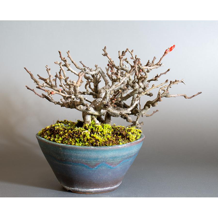 盆栽　チョウジュバイ盆栽　長寿梅（ちょうじゅばい・盆栽 長寿梅）小品盆栽　4253 |  | 03