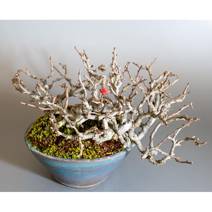 盆栽　チョウジュバイ盆栽　長寿梅（ちょうじゅばい・盆栽 長寿梅）小品盆栽　4253 |  | 04