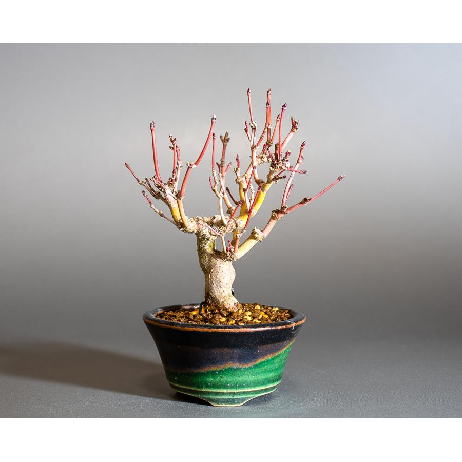 ミニ盆栽 もみじ　イロハモミジ盆栽（いろは紅葉 ミニ盆栽）小さな盆栽　4254 | 