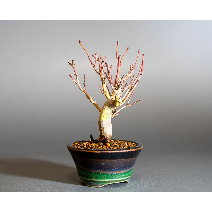 ミニ盆栽 もみじ　イロハモミジ盆栽（いろは紅葉 ミニ盆栽）小さな盆栽　4254 |  | 03