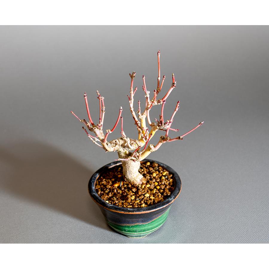 ミニ盆栽 もみじ　イロハモミジ盆栽（いろは紅葉 ミニ盆栽）小さな盆栽　4254 |  | 04