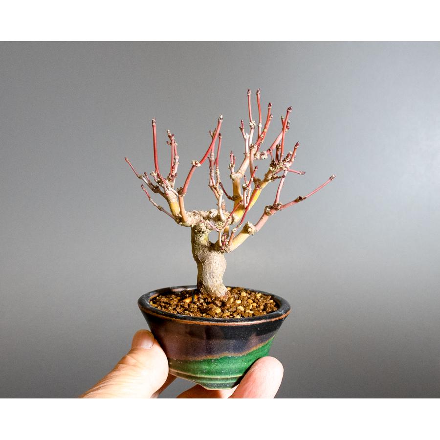 ミニ盆栽 もみじ　イロハモミジ盆栽（いろは紅葉 ミニ盆栽）小さな盆栽　4254 |  | 05
