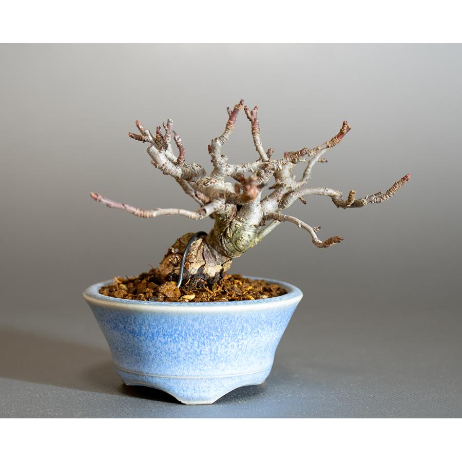 豆盆栽 キミズミ盆栽（きみずみ・黄実酢実 ミニ盆栽）小さな盆栽 4255