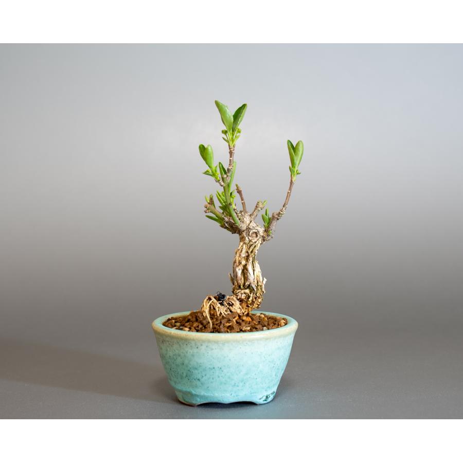 盆栽　錦性マユミ盆栽　真弓（まゆみ・荒皮性真弓 盆栽）小さな盆栽　ミニ盆栽　4258 |  | 01