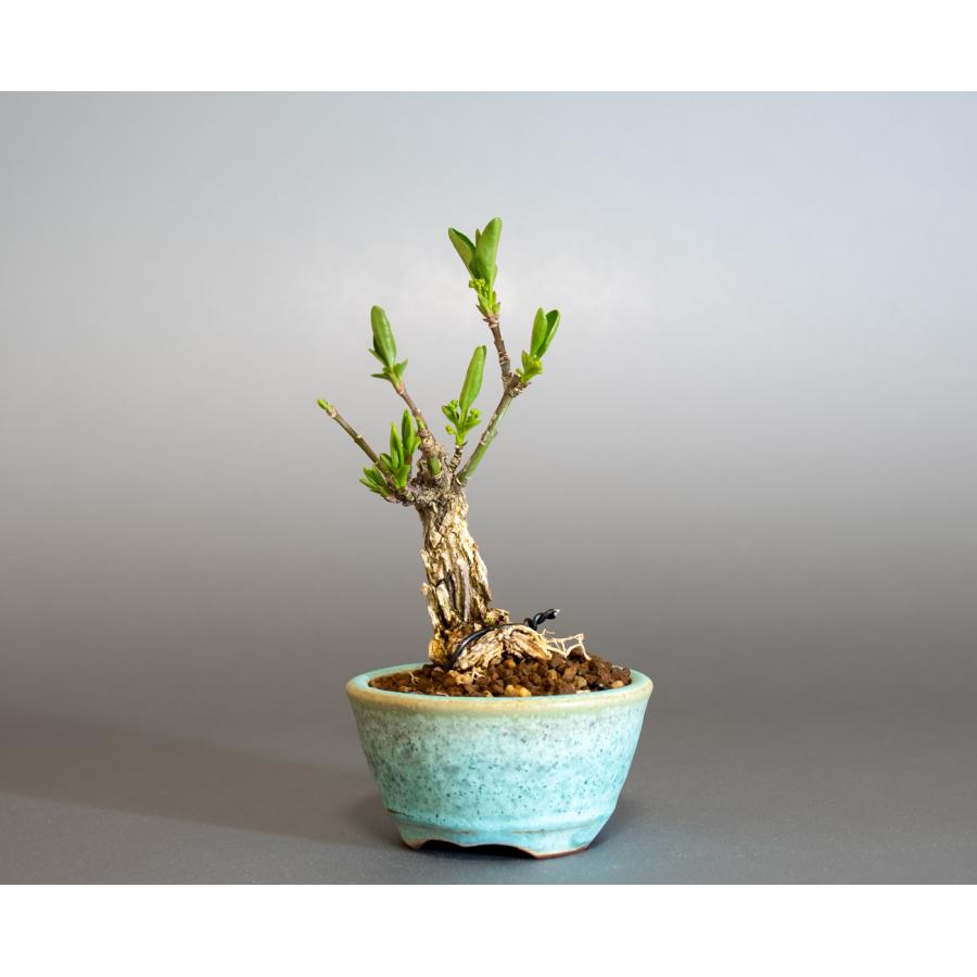 盆栽　錦性マユミ盆栽　真弓（まゆみ・荒皮性真弓 盆栽）小さな盆栽　ミニ盆栽　4258 |  | 02