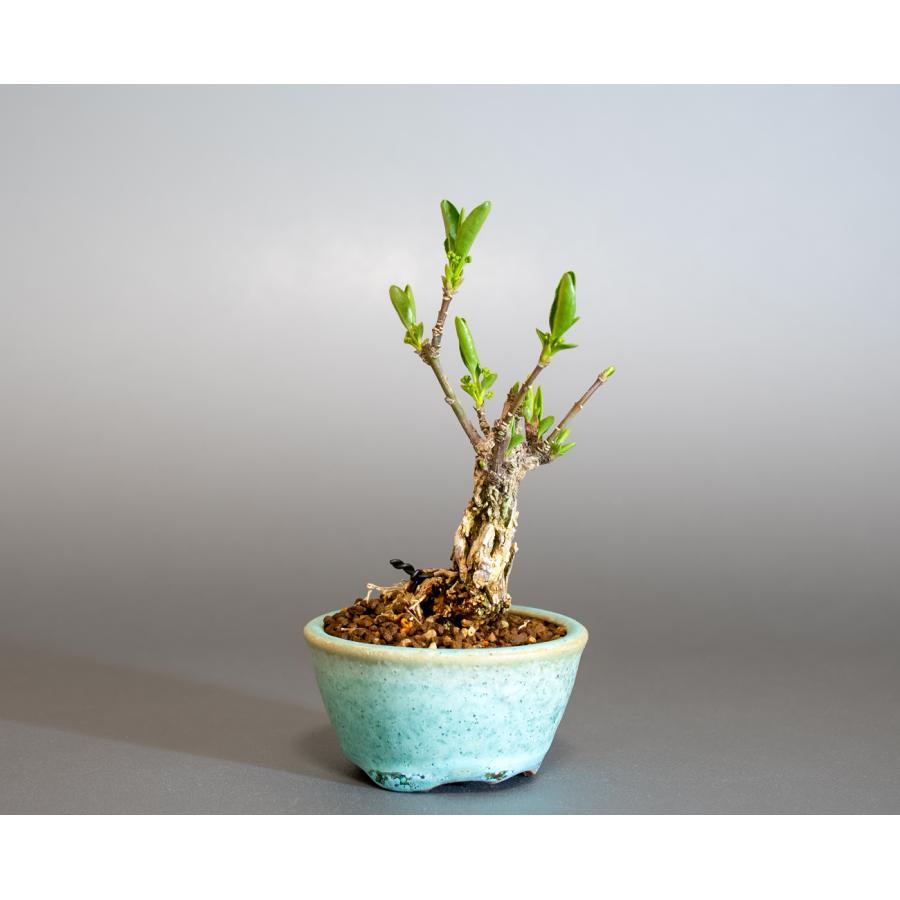 盆栽　錦性マユミ盆栽　真弓（まゆみ・荒皮性真弓 盆栽）小さな盆栽　ミニ盆栽　4258 |  | 03