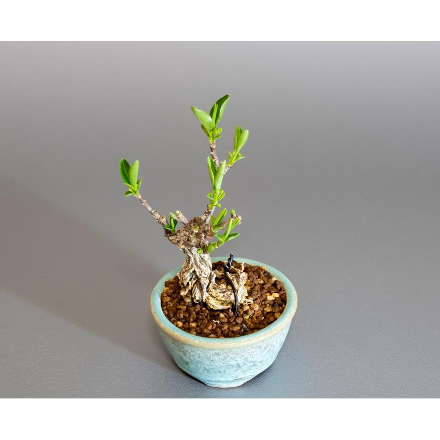 盆栽　錦性マユミ盆栽　真弓（まゆみ・荒皮性真弓 盆栽）小さな盆栽　ミニ盆栽　4258 |  | 04