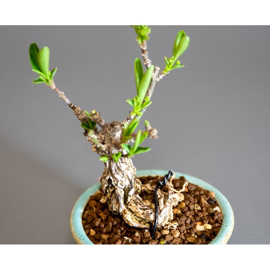 盆栽　錦性マユミ盆栽　真弓（まゆみ・荒皮性真弓 盆栽）小さな盆栽　ミニ盆栽　4258 |  | 05