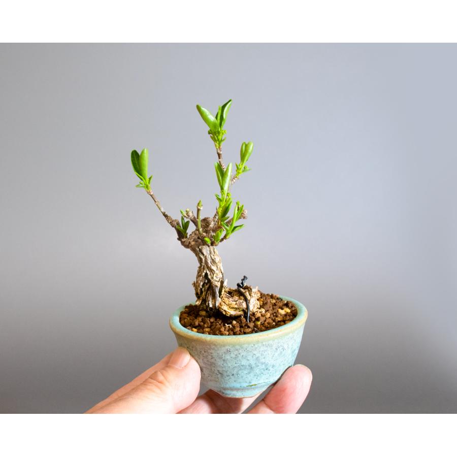 盆栽　錦性マユミ盆栽　真弓（まゆみ・荒皮性真弓 盆栽）小さな盆栽　ミニ盆栽　4258 |  | 06