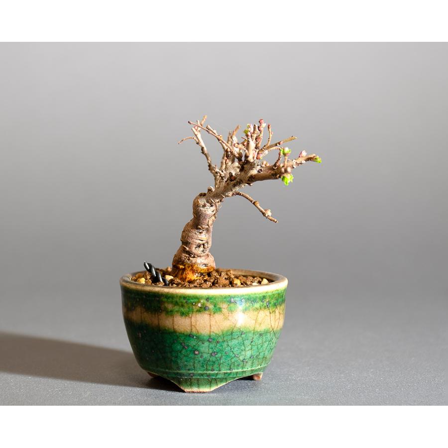 プチ盆栽 ニレケヤキ盆栽 楡欅（にれけやき・ミニ盆栽 楡欅）小さな