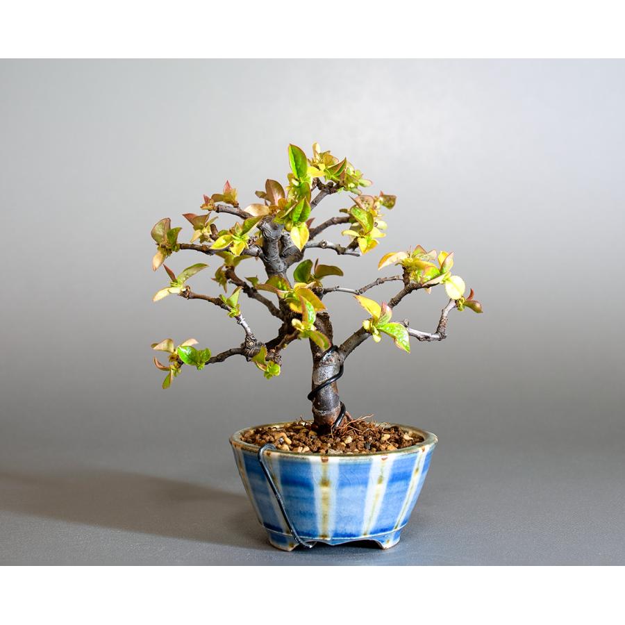 盆栽 カリン盆栽 花梨(かりん・ミニ盆栽 花梨)小さな盆栽 4261 盆栽 カリン盆栽 花梨(かりん・ミニ盆栽 花梨)小さな盆栽 4261