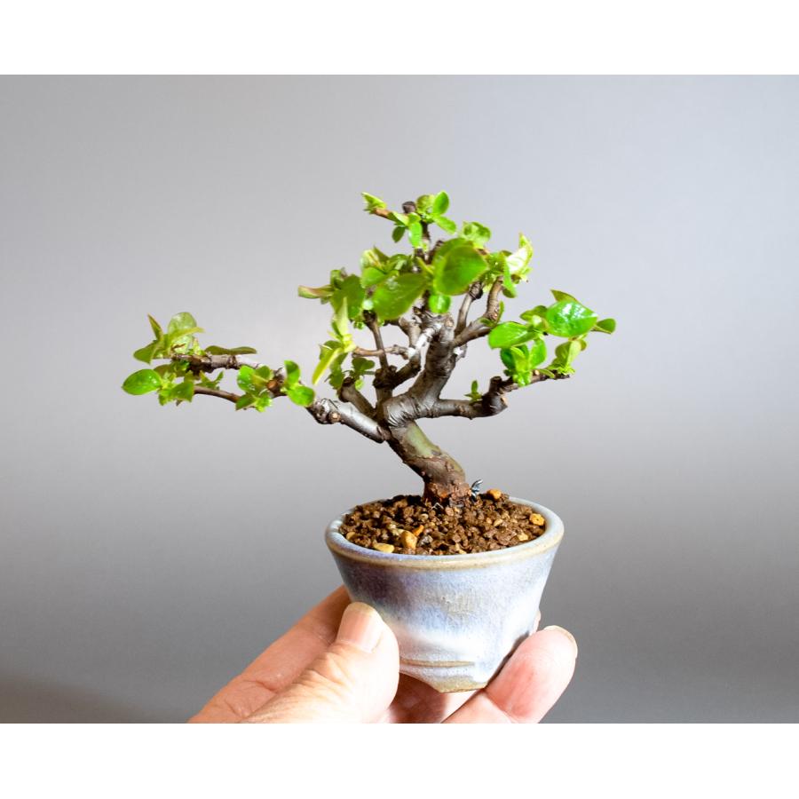 ミニ盆栽 カリン盆栽 花梨(かりん・小さな盆栽 花梨)小盆栽 ミニ盆栽 カリン盆栽 花梨(かりん・小さな盆栽 花梨)小盆栽