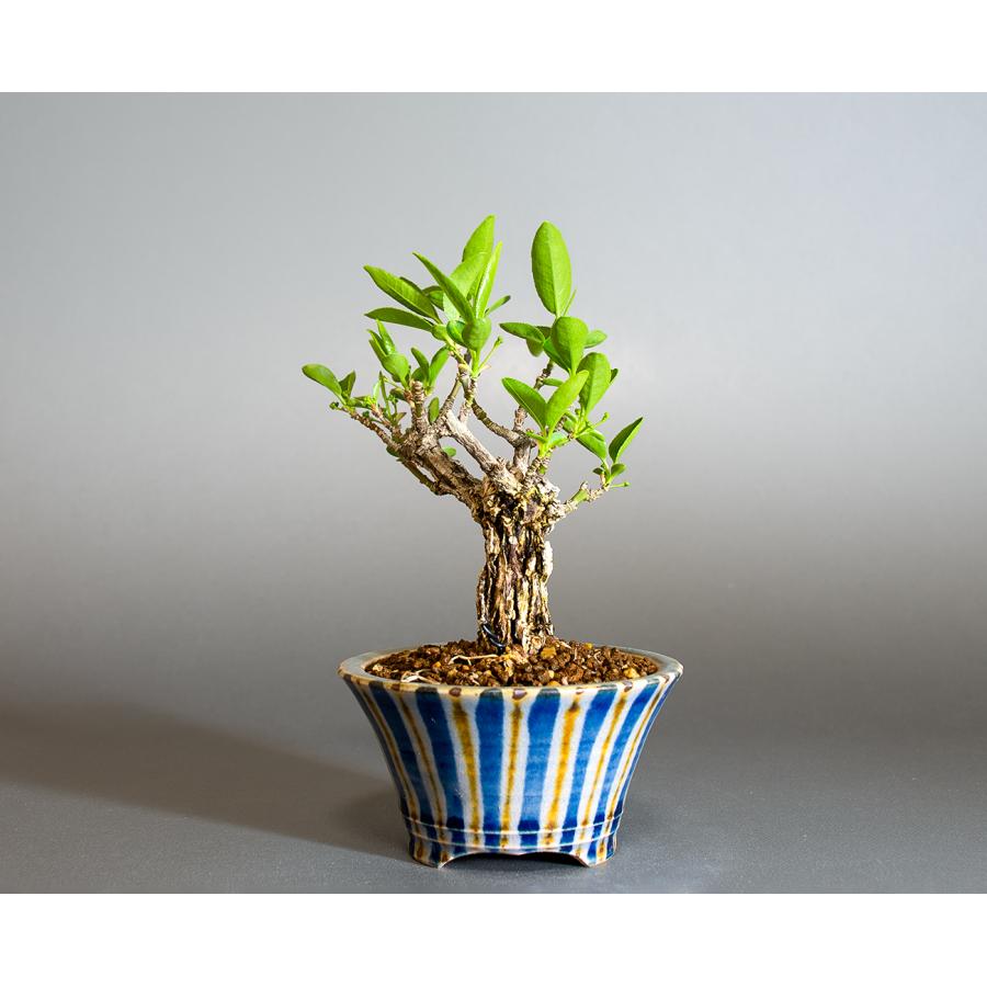 盆栽 錦性マユミ盆栽 真弓（まゆみ・荒皮性真弓 盆栽）小さな