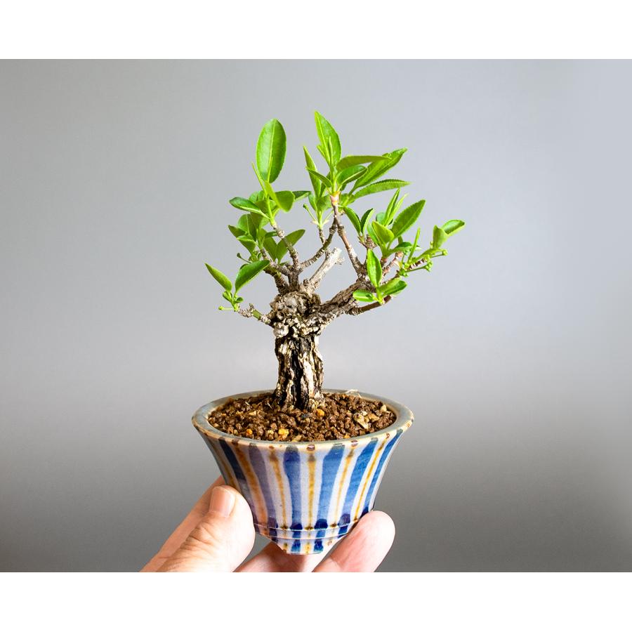 盆栽 錦性マユミ盆栽 真弓（まゆみ・荒皮性真弓 盆栽）小さな盆栽 ミニ