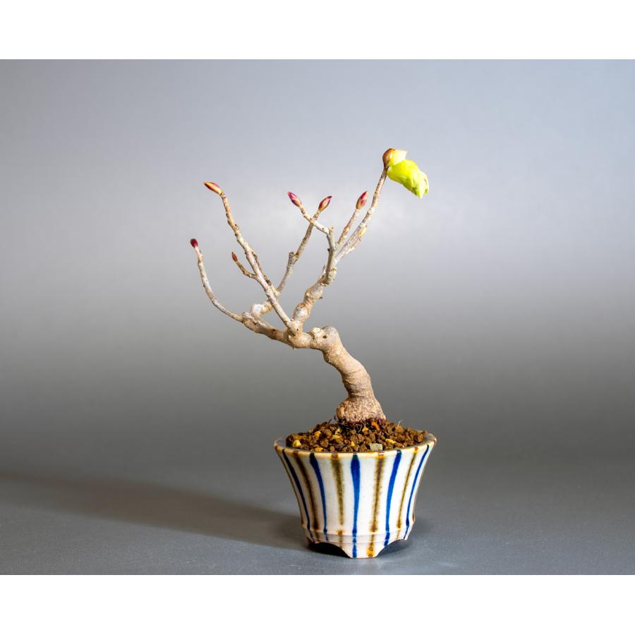 ミニ盆栽　トサミズキ盆栽　土佐水木（とさみずき・小さな盆栽 土佐水木）小盆栽　4272 | 