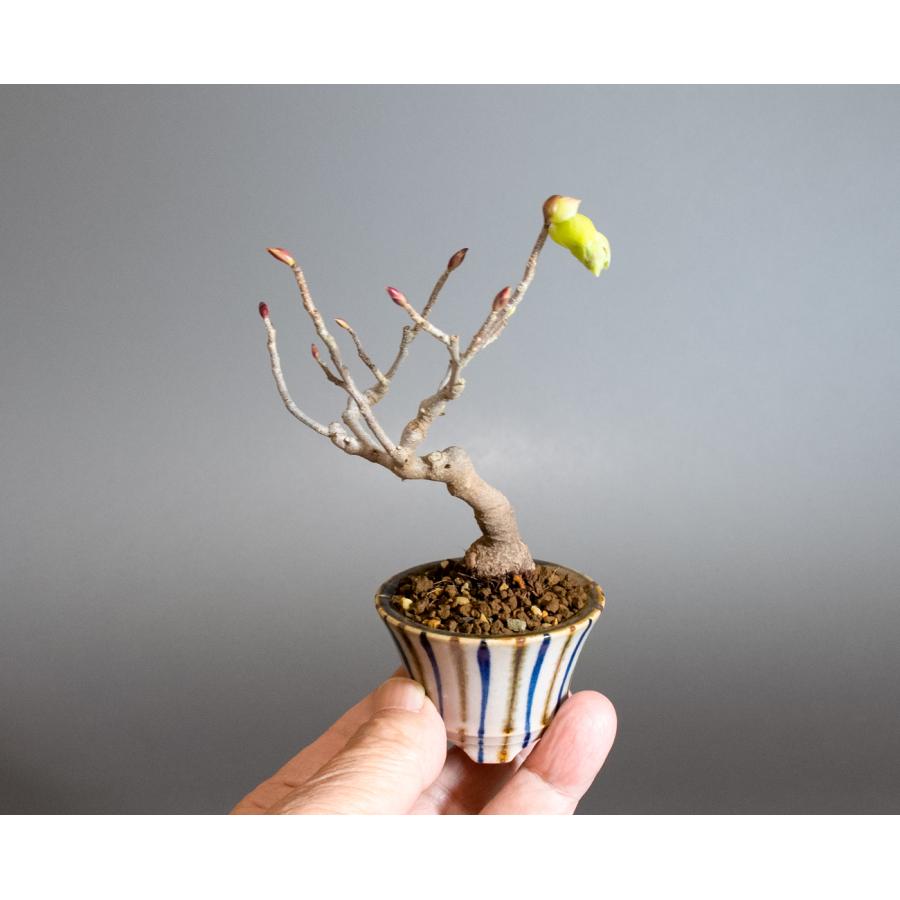 ミニ盆栽　トサミズキ盆栽　土佐水木（とさみずき・小さな盆栽 土佐水木）小盆栽　4272 |  | 05