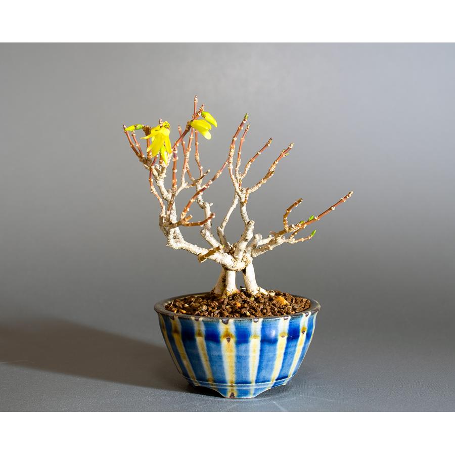 盆栽　レンギョウ盆栽　連翹（れんぎょう・連翹 盆栽）小さな盆栽　ミニ盆栽　4281 | 