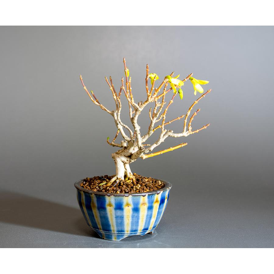 盆栽　レンギョウ盆栽　連翹（れんぎょう・連翹 盆栽）小さな盆栽　ミニ盆栽　4281 |  | 03