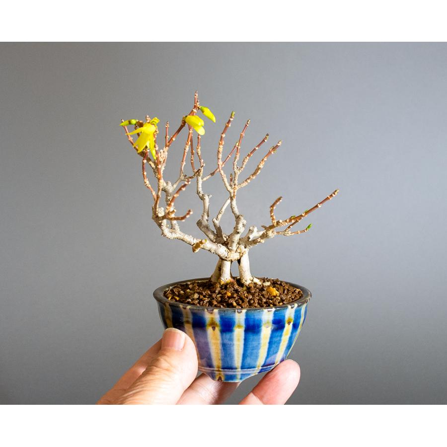 盆栽　レンギョウ盆栽　連翹（れんぎょう・連翹 盆栽）小さな盆栽　ミニ盆栽　4281 |  | 05
