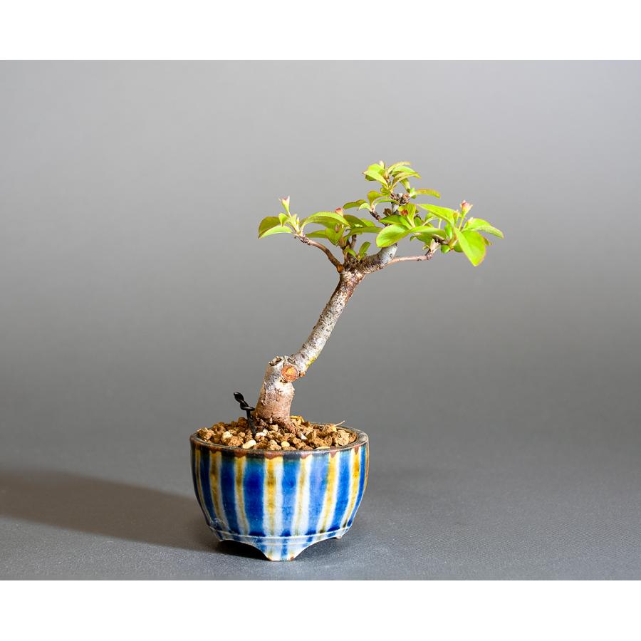 ミニ盆栽　キミズミ盆栽（きみずみ・黄実酢実 豆盆栽）小さな盆栽　4285 | 