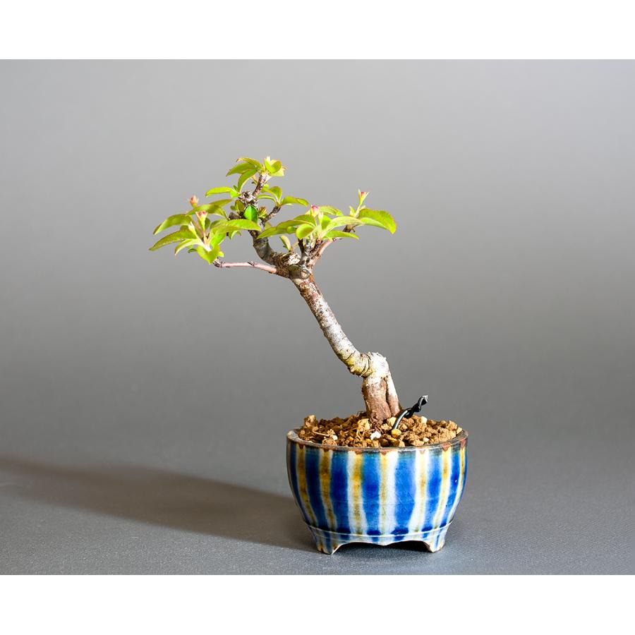 ミニ盆栽　キミズミ盆栽（きみずみ・黄実酢実 豆盆栽）小さな盆栽　4285 |  | 01