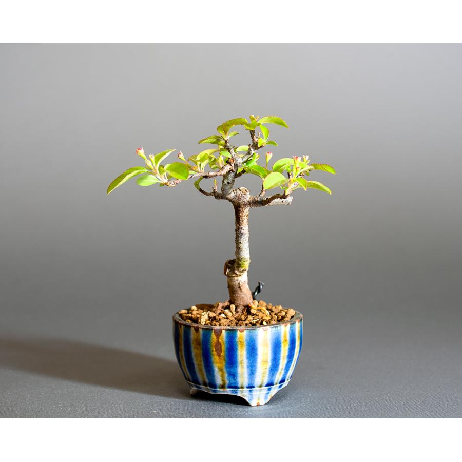 ミニ盆栽　キミズミ盆栽（きみずみ・黄実酢実 豆盆栽）小さな盆栽　4285 |  | 02