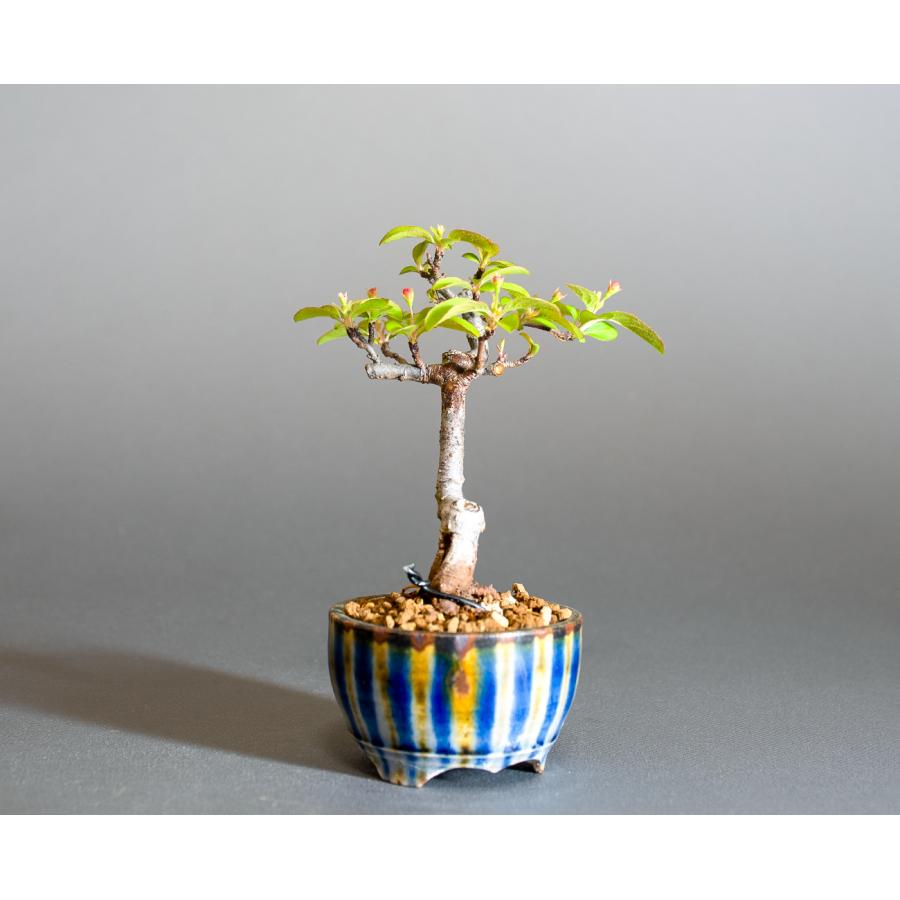 ミニ盆栽　キミズミ盆栽（きみずみ・黄実酢実 豆盆栽）小さな盆栽　4285 |  | 03