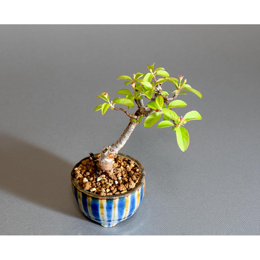 ミニ盆栽　キミズミ盆栽（きみずみ・黄実酢実 豆盆栽）小さな盆栽　4285 |  | 04