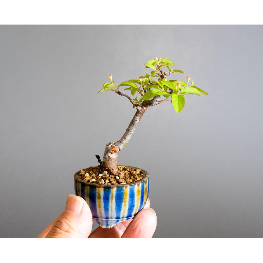 ミニ盆栽　キミズミ盆栽（きみずみ・黄実酢実 豆盆栽）小さな盆栽　4285 |  | 05
