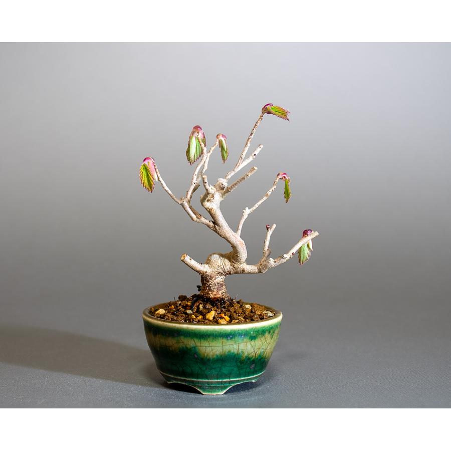 ミニ盆栽　トサミズキ盆栽　土佐水木（とさみずき・小さな盆栽 土佐水木）小盆栽　4287 | 