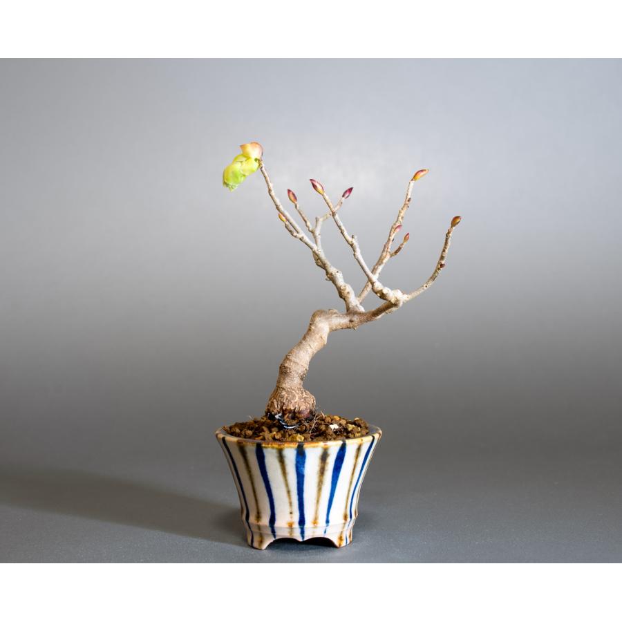 ミニ盆栽　トサミズキ盆栽　土佐水木（とさみずき・小さな盆栽 土佐水木）小盆栽　4287 |  | 01