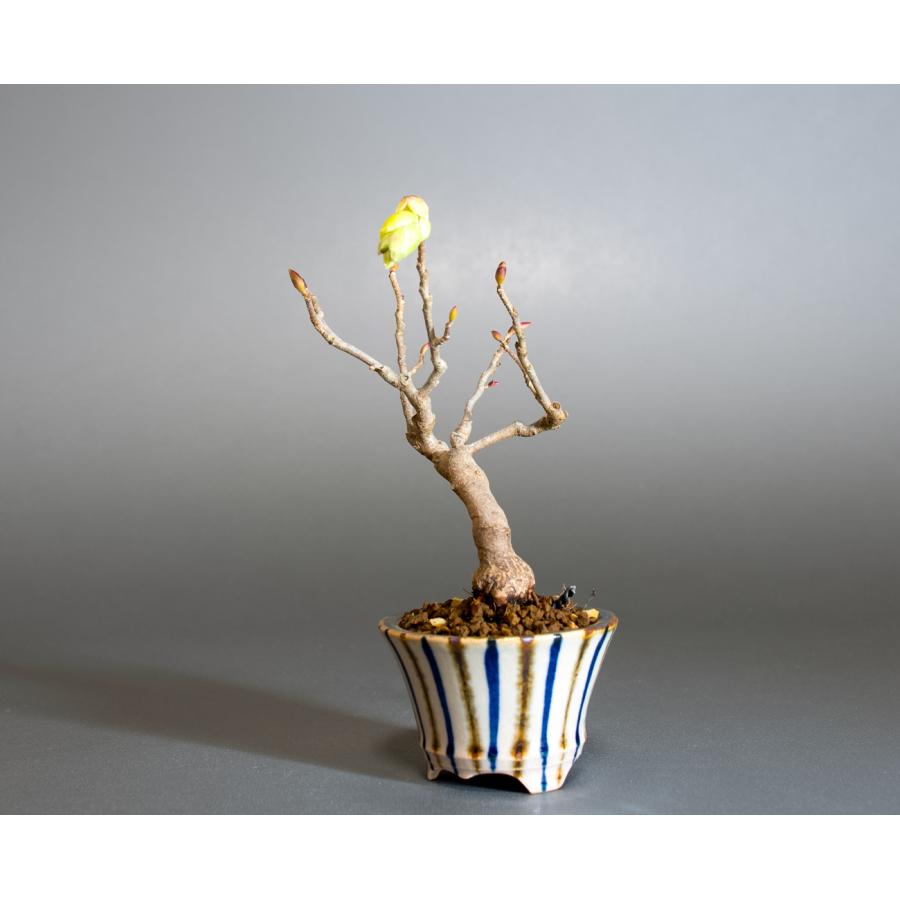 ミニ盆栽　トサミズキ盆栽　土佐水木（とさみずき・小さな盆栽 土佐水木）小盆栽　4287 |  | 02