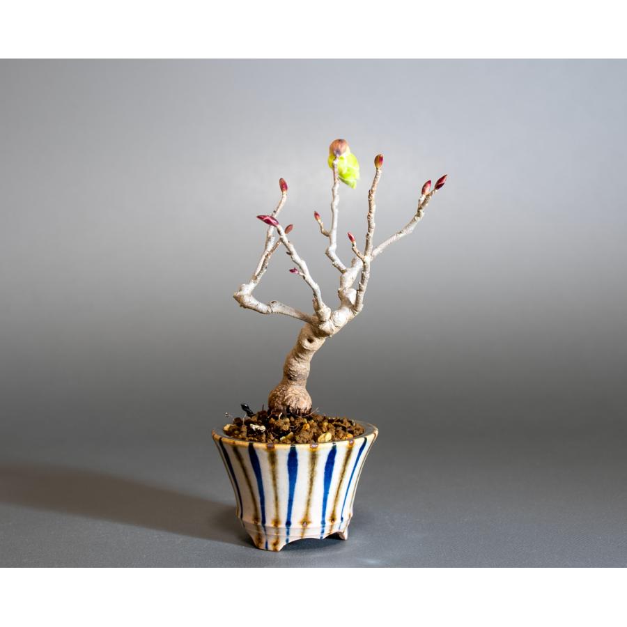 ミニ盆栽　トサミズキ盆栽　土佐水木（とさみずき・小さな盆栽 土佐水木）小盆栽　4287 |  | 03