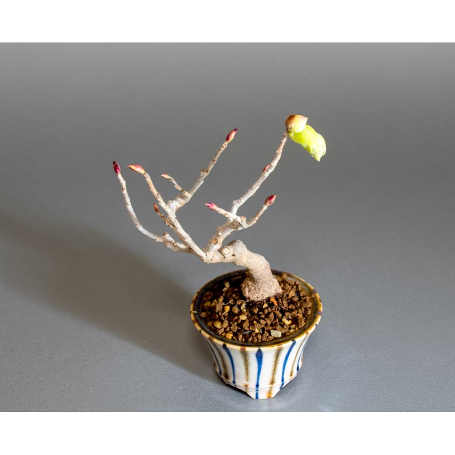 ミニ盆栽　トサミズキ盆栽　土佐水木（とさみずき・小さな盆栽 土佐水木）小盆栽　4287 |  | 04