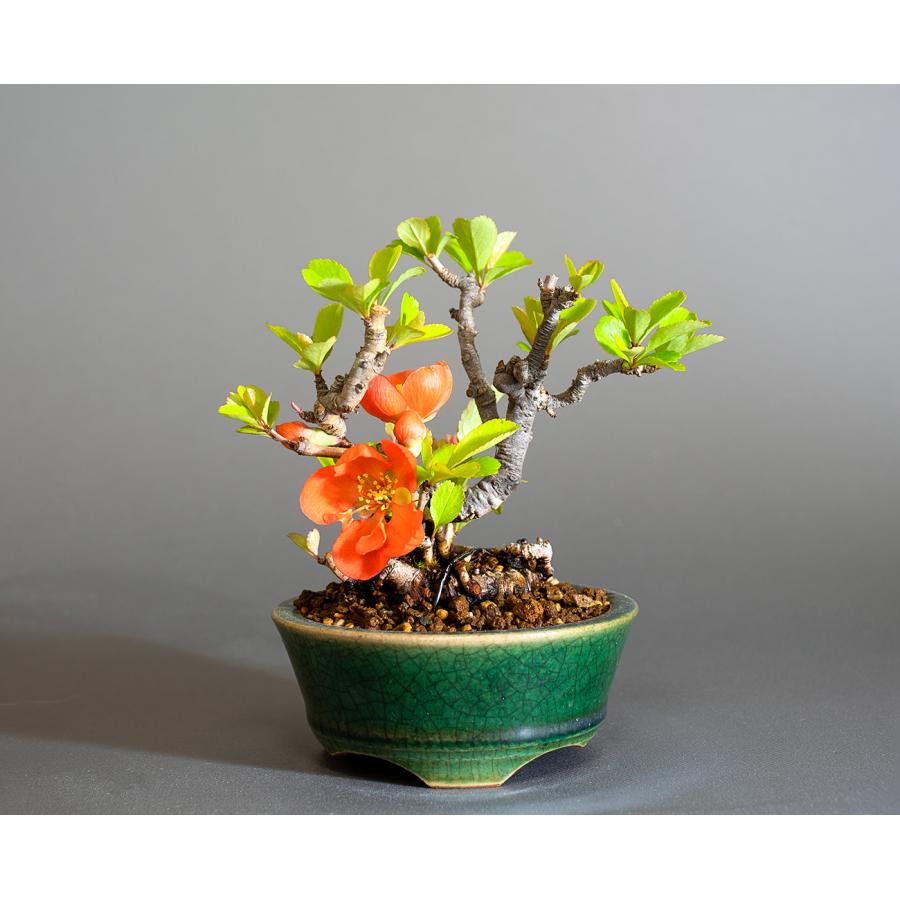 ミニ盆栽　クサボケ盆栽　草木瓜（くさぼけ・小さな盆栽 草木瓜）小盆栽　4290 | 