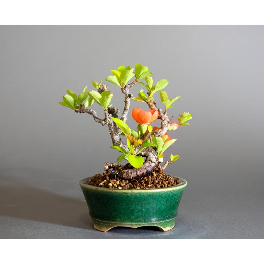 ミニ盆栽　クサボケ盆栽　草木瓜（くさぼけ・小さな盆栽 草木瓜）小盆栽　4290 |  | 01