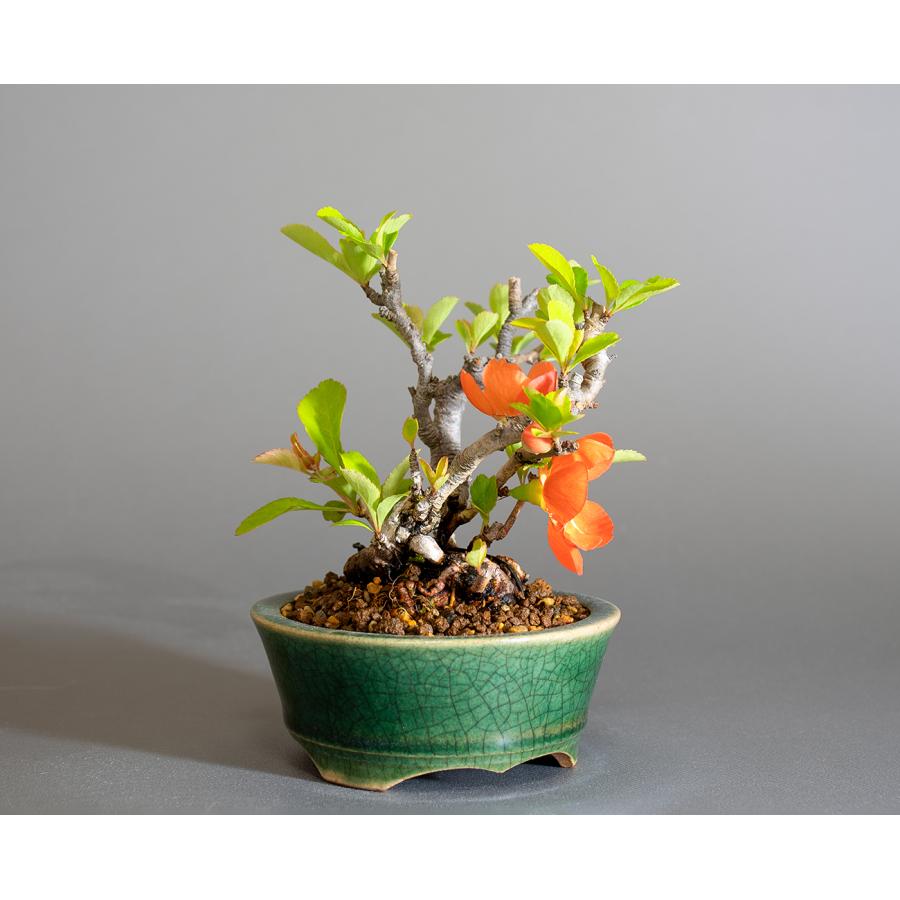 ミニ盆栽　クサボケ盆栽　草木瓜（くさぼけ・小さな盆栽 草木瓜）小盆栽　4290 |  | 03