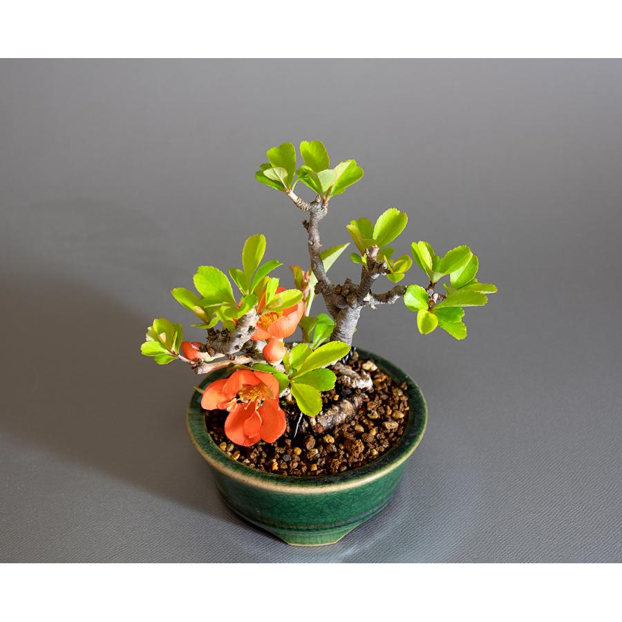 ミニ盆栽　クサボケ盆栽　草木瓜（くさぼけ・小さな盆栽 草木瓜）小盆栽　4290 |  | 04