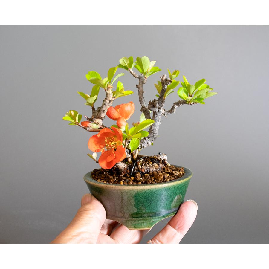 ミニ盆栽　クサボケ盆栽　草木瓜（くさぼけ・小さな盆栽 草木瓜）小盆栽　4290 |  | 05