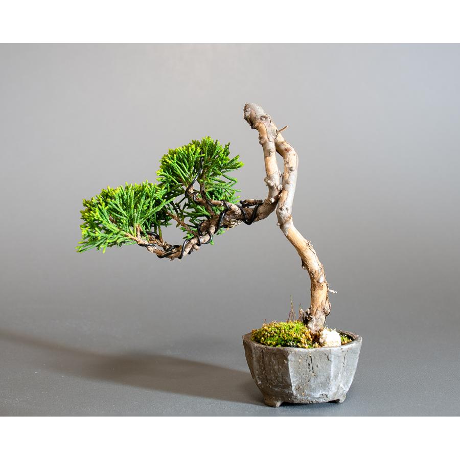 超大特価！真柏盆栽 糸魚川　文人風　究極の逸品！ 新春大特価！ 小品盆栽 真柏糸魚川 超極太 究極の逸品！ ー超お