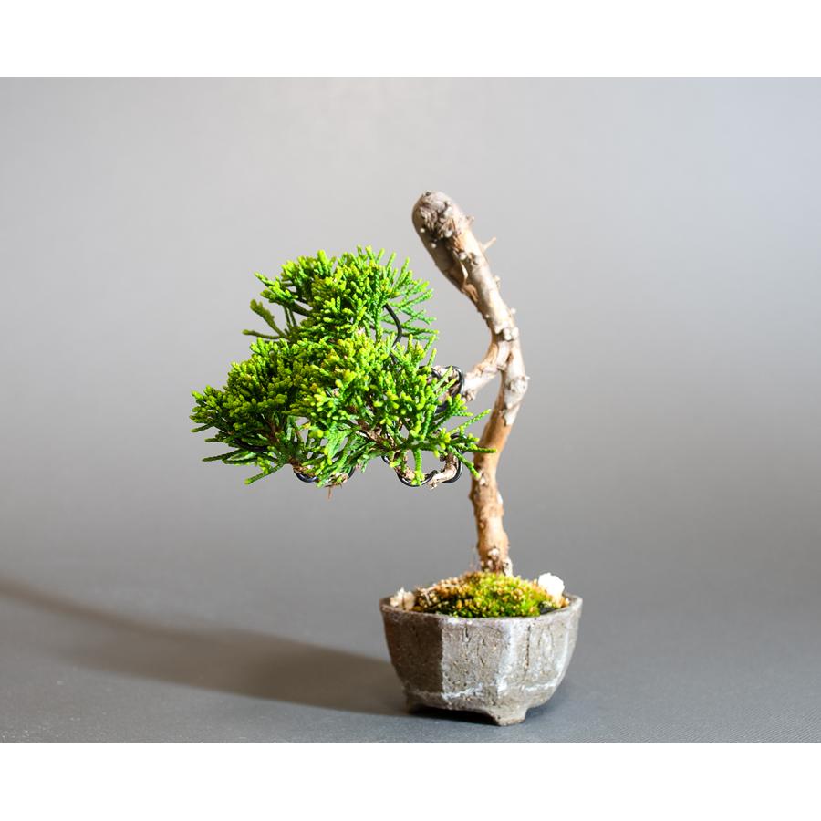 盆栽 シンパク盆栽 文人真柏（しんぱく・ミニ 盆栽 糸魚川真柏