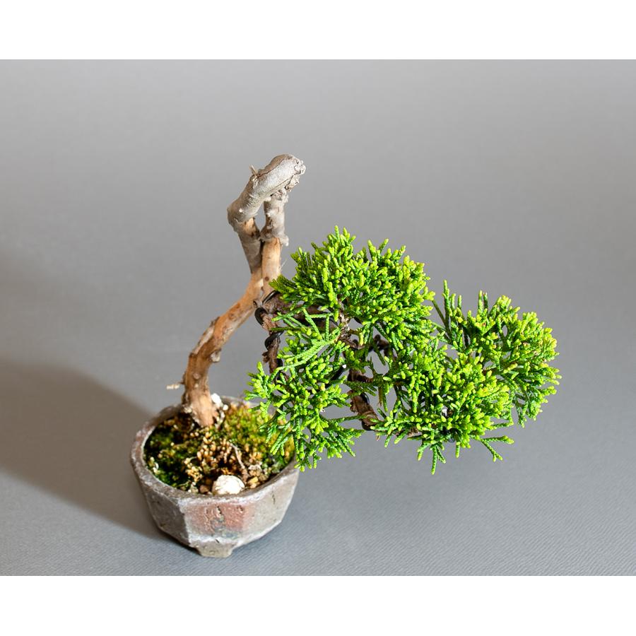 盆栽 シンパク盆栽 文人真柏（しんぱく・ミニ 盆栽 糸魚川真柏）小品