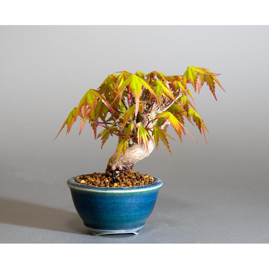 ミニ盆栽 もみじ イロハモミジ盆栽（いろは紅葉 ミニ盆栽）小さな盆栽