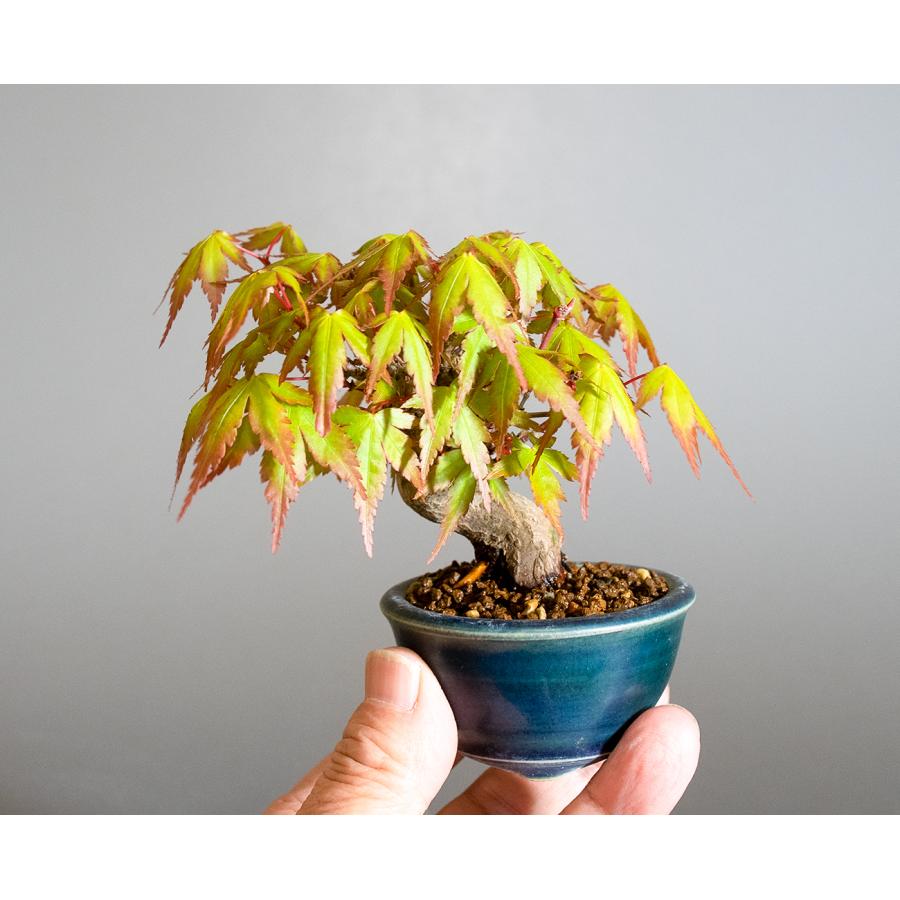ミニ盆栽 もみじ イロハモミジ盆栽（いろは紅葉 ミニ盆栽