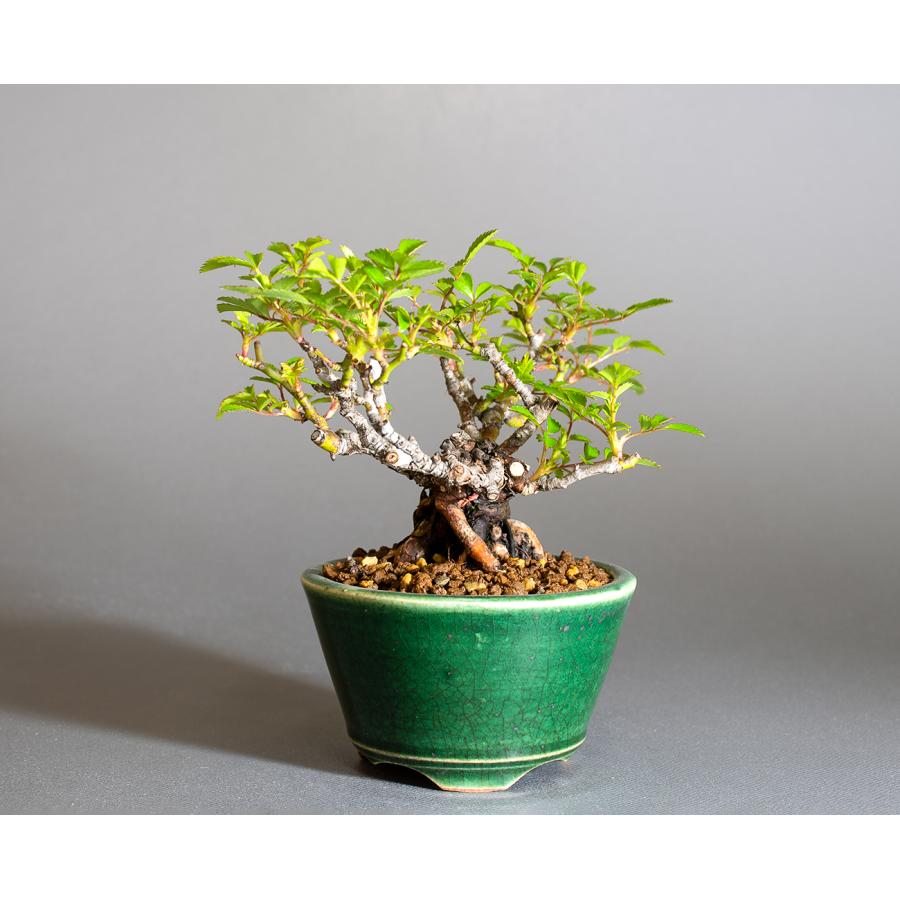 ミニ盆栽　ノバラ盆栽　野薔薇（のばら・小さな盆栽 野バラ）小盆栽　4293 | 