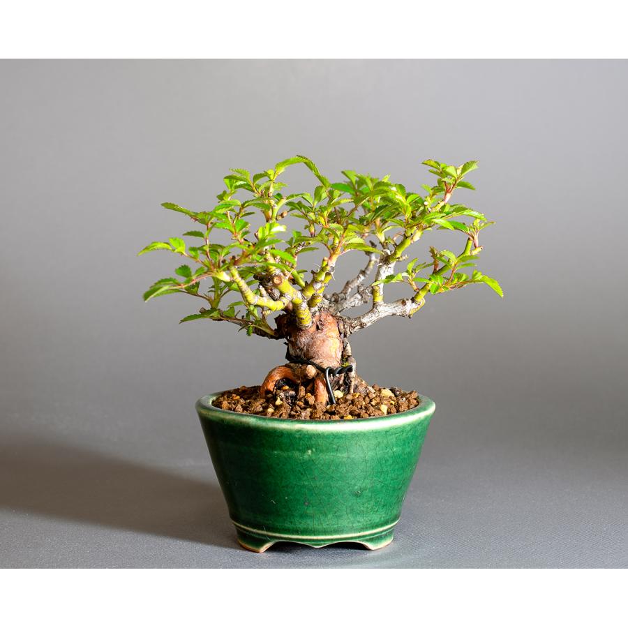 ミニ盆栽　ノバラ盆栽　野薔薇（のばら・小さな盆栽 野バラ）小盆栽　4293 |  | 01